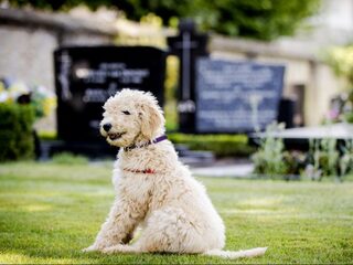 Hoe kom je van je dode huisdier af?