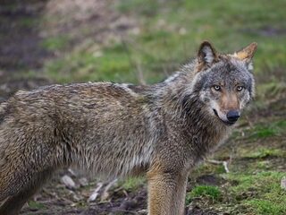 25.000 euro voor gouden tip over doodgeschoten wolf