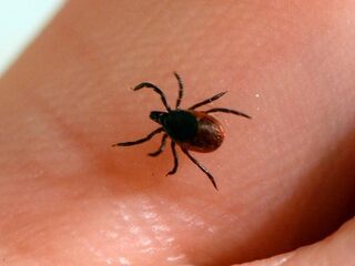 Hoe Lyme zich verstopt in je lichaam