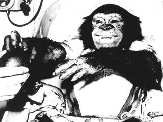 Deze Dag Toen: Aap eerste mensachtige in de ruimte