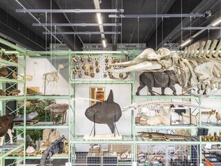 Tussen de dino's en vlinders: Vroege Vogels vanuit Naturalis