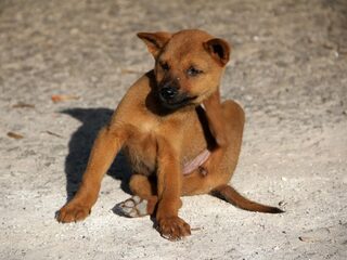 Pas op met vlooiendruppels bij hond of kat: 'Blijf vanwege giftige stoffen minimaal 24 uur weg van het huisdier'