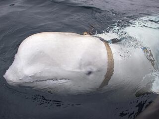Dolfijnen en walvissen handige maar kostbare hulpjes van de marine