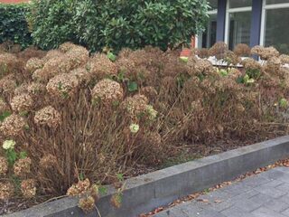 Lijken je tuinplanten dood door de droogte? Gooi ze nog niet weg