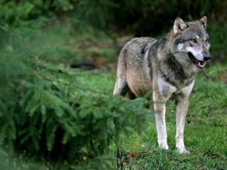 Wolvenonderzoeker: 'Er gaan conflicten ontstaan tussen mens en wolf'