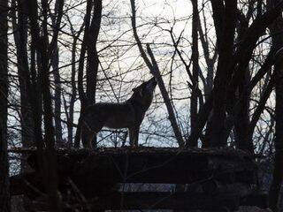 Podcast De Dag: De wolf is een blijvertje