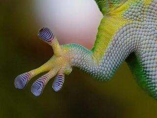 Rotzooi de ruimte uit met gekko-grijphandjes