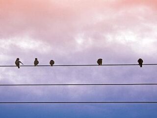 Hoe klinkt natuur in de muziek?