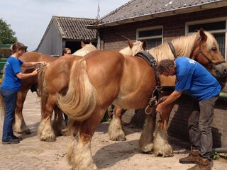 Einde verminking trekpaarden - toekomst voor paard mét staart
