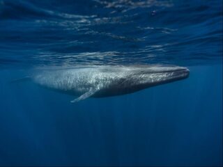 Blauwe vinvis heeft extreem hart