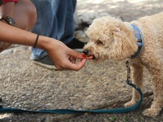 Waarom honden geen fruit hoeven te eten