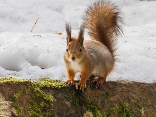 Hoe komen dieren de winter door?
