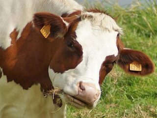 Geen schaduw voor koeien is een drama