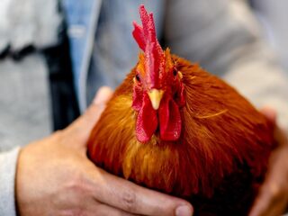 Agrarische sector en corona: 'Na het hamsteren normaliseert het weer'