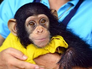 Illegaal handelsnetwerk in babychimpansees ontdekt door BBC
