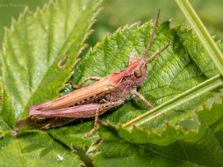 Bijzondere vondst in duinen Den Haag: een knalroze sprinkhaan
