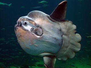 Zwaarste beenvis ter wereld verdwaald bij Texel
