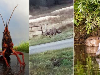 Podcast De Dag: Deze dieren vertrokken in 2018 uit Nederland, of kwamen erbij