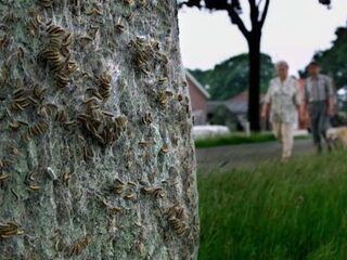 Eikenprocessierups is er vroeg bij en daarom gevaarlijker dan anders