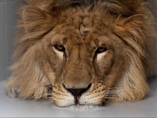 Irakese leeuw Simba voor het leven verminkt