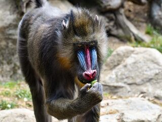 Uniek onderzoek: deze primaat heeft tijdsbesef