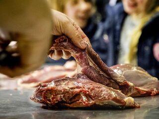 Tijd voor een vleestaks? 'Mijn hersenen reageerden sterker op vleesplaatjes dan op seksplaatsjes'