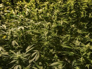 Wiettelers spannen zaak aan om 'oneerlijke' loting voor wietproef