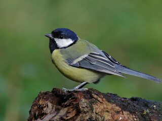 Mogelijk illegale bestrijdingsmiddelen gebruikt bij het doden van buxusmot