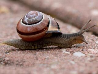 Doe mee: test de persoonlijkheid van een slak