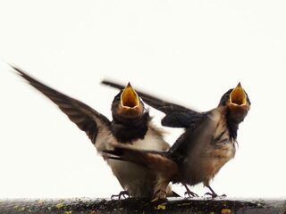 De vrolijk kwetterende boerenzwaluw