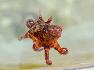 Octopussen zijn hartstikke slim: zo is dat ontstaan