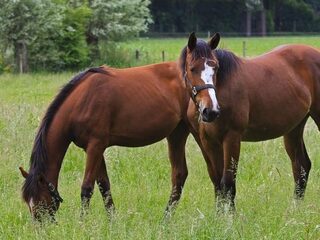 Handel in paarden niet transparant
