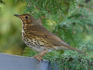 Zanglijster roept z’n kinderen binnen