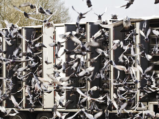 Debat: Zijn roofvogels bloeddorstige postduivenslachters?