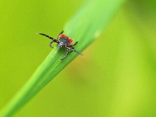 Ruim helft van alle tekenbeten in juni en juli