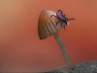 Nieuw virus: check extra op teken