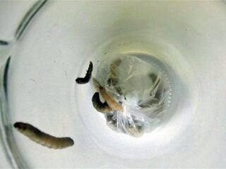 Factcheck: Gaan plastic vretende rupsen ons afvalprobleem echt oplossen?