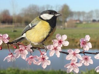 Koolmees klinkt als een fietspompje