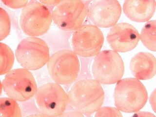 ‘Embryo’s kweken is onverantwoord’