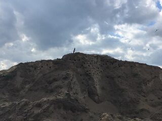 Oeverzwaluwen kraken zandberg