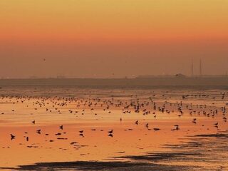 Groen licht voor zoutwinning in Waddenzee