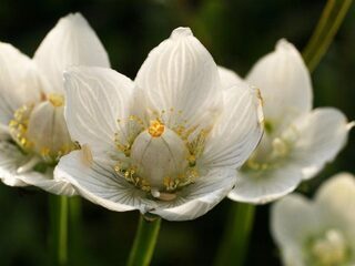 Column van Rolf Roos: Criminele duinflora