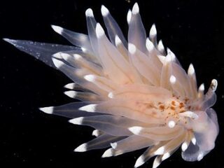 Nederland is twee soorten zeenaaktslakken rijker