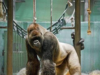 'Bokito is een lieve huisvader geworden'