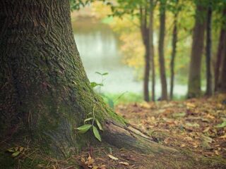 Plan voor 100.000 hectare nieuw bos in Nederland