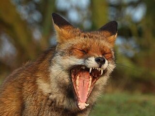 Vos bijt man in been, dieren steeds minder schuw