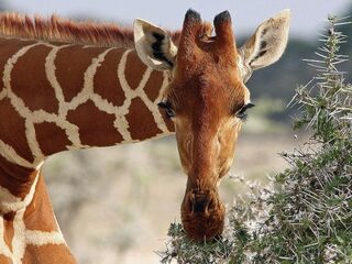 Vier giraffesoorten in plaats van één