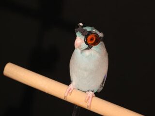 Vogel met brilletje onthult fouten in theorieën over vliegen