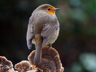 De roodborst zingt pure jazz