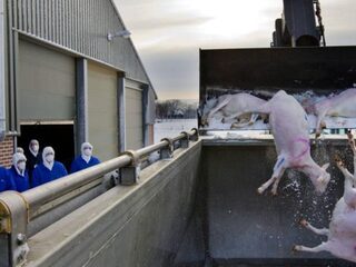 Geen schadevergoeding voor Q-koorts, overheid was niet nalatig